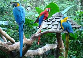 Parque das Aves