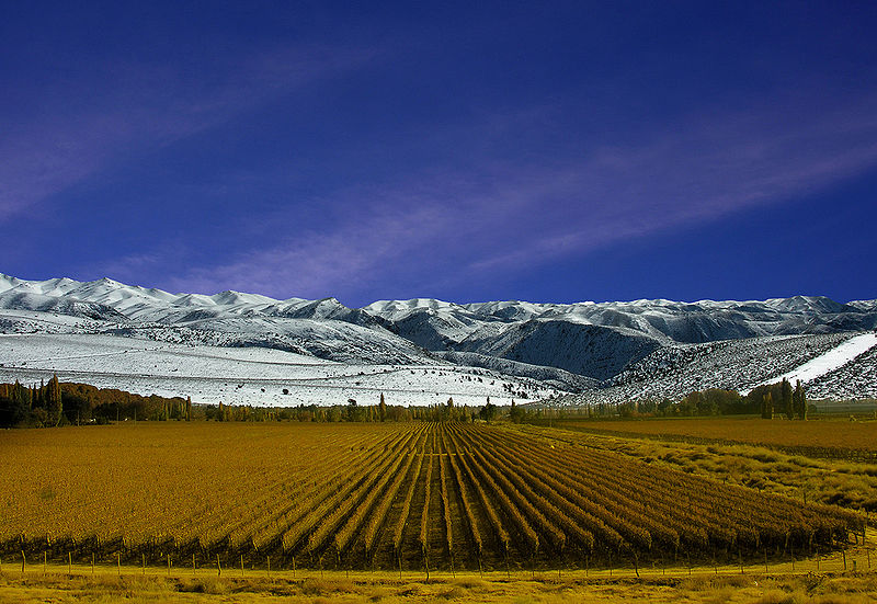 Vinhedos_de_Mendoza