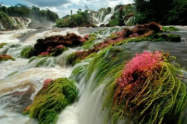 Flores na cachoeira do Parque Nacional Montanhas do Tumucumaque

