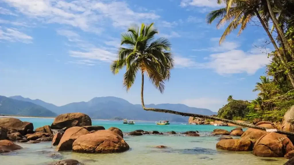 Praia com pedras e um coqueiro torto. 