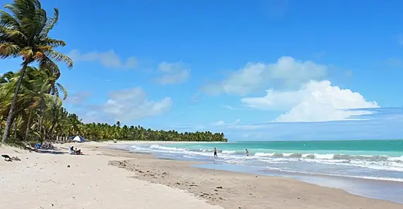 O verde dos coqueiros e a beleza das águas da praia de Guaxuma. 
