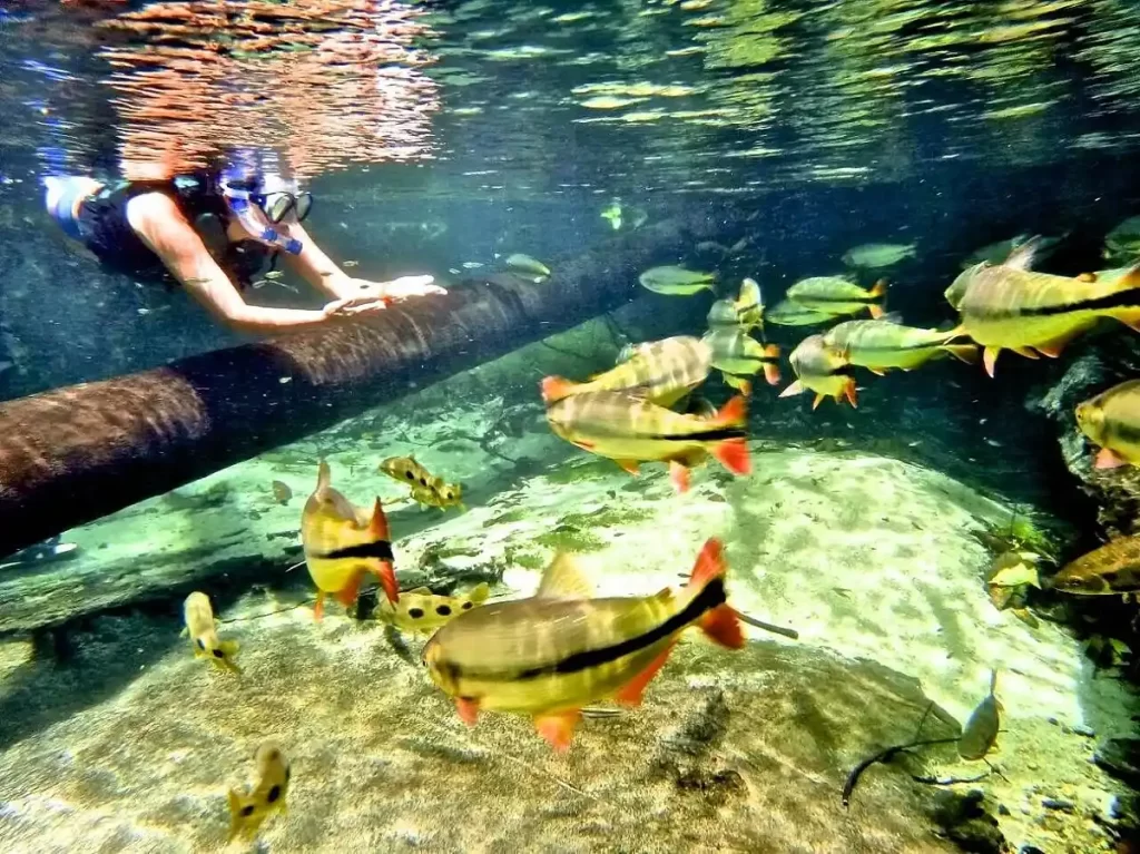 Mulher pratica mergulho e observa os peixes